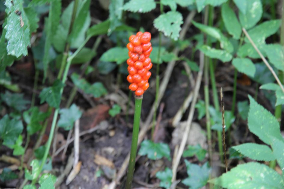 welke plantje/bloem is dit?